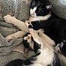 Houdini joined the competition — help win amazing prizes! adorable, animal, black_and_white, blanket, cat, cats, close_up, cozy, cuddling, fur, indoors, kitten, paws, pet, pink_nose, playful, relaxed, sleeping, tail, whiskers