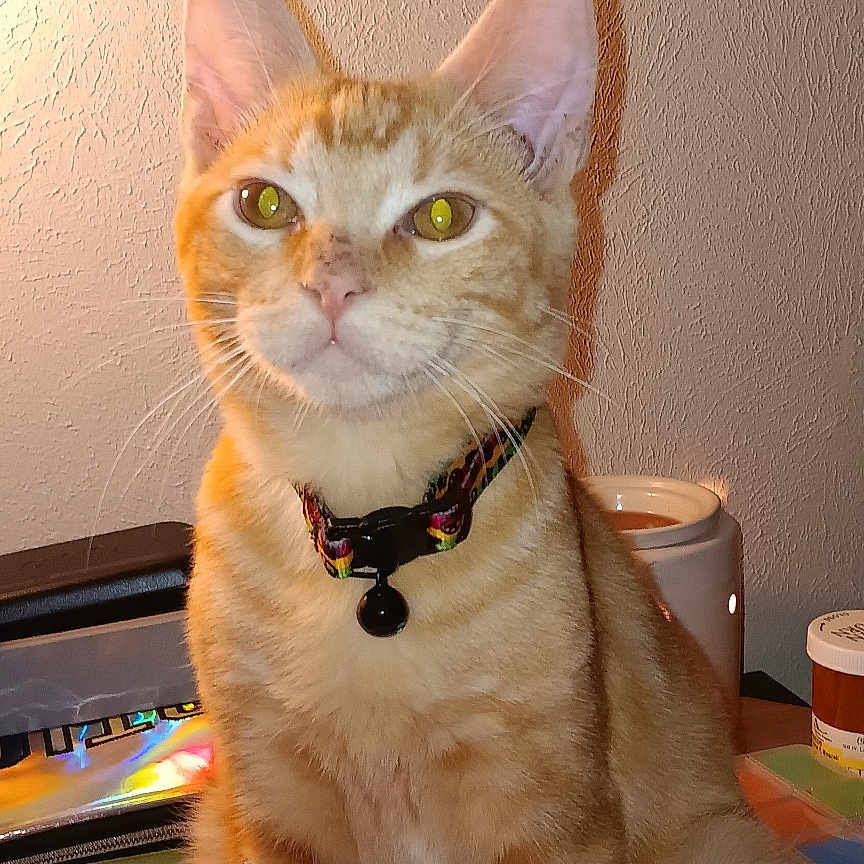 Oliver joined the competition — help win amazing prizes! animal, cat, collar, cute, desk, domestic_cat, ears, eyes, feline, fur, home, indoor, notebook, orange_tabby, pen, pet, sitting, stationery, table, whiskers