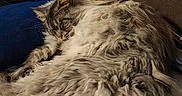 Jinx joined the competition — help win amazing prizes! cat, comfort, couch, cozy, domestic_animal, feline, fluffy, fur, home, indoor, long_hair, mammal, person, pet, pillow, relaxing, resting, sleeping, tail, whiskers