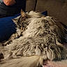 cat, sleeping, fluffy, long_hair, couch, pillow, person, indoor, resting, cozy, feline, domestic_animal, fur, relaxing, home, pet, mammal, whiskers, tail, comfort