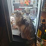 Jinx joined the competition — help win amazing prizes! beverages, cat, condiments, curious, domestic_animal, feline, food, fridge, household, indoor, kitchen, light, long_hair, looking_up, night, open_door, pet, shadow, sitting, tabby