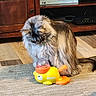Jinx is registered to the contest to win money with this photo: cat, toy, duck, carpet, floor, wooden_furniture, indoor, pet, curious, fluffy, animal, home, living_room, playful, orange, yellow, brown, gray, cute, domestic