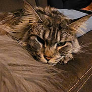 Jinx joined the competition — help win amazing prizes! animal, background, brown, cat, close_up, couch, cozy, domestic, ears, face, fluffy, fur, home, indoor, person, pet, pillow, relaxed, resting, whiskers