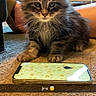 Jinx is registered to the contest to win money with this photo: animal, brown, carpet, cat, cute, ears, eyes, fluffy, furniture, home, indoor, kitten, leg, pet, phone_case, smartphone, snapchat_text, tabby, whiskers, young