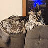 Jinx is registered to the contest to win money with this photo: cat, maine_coon, fluffy, long_hair, gray_cat, sofa, couch, indoor, pet, animal, feline, relaxed, looking_at_camera, living_room, furniture, household, domestic, mammal, resting, cozy