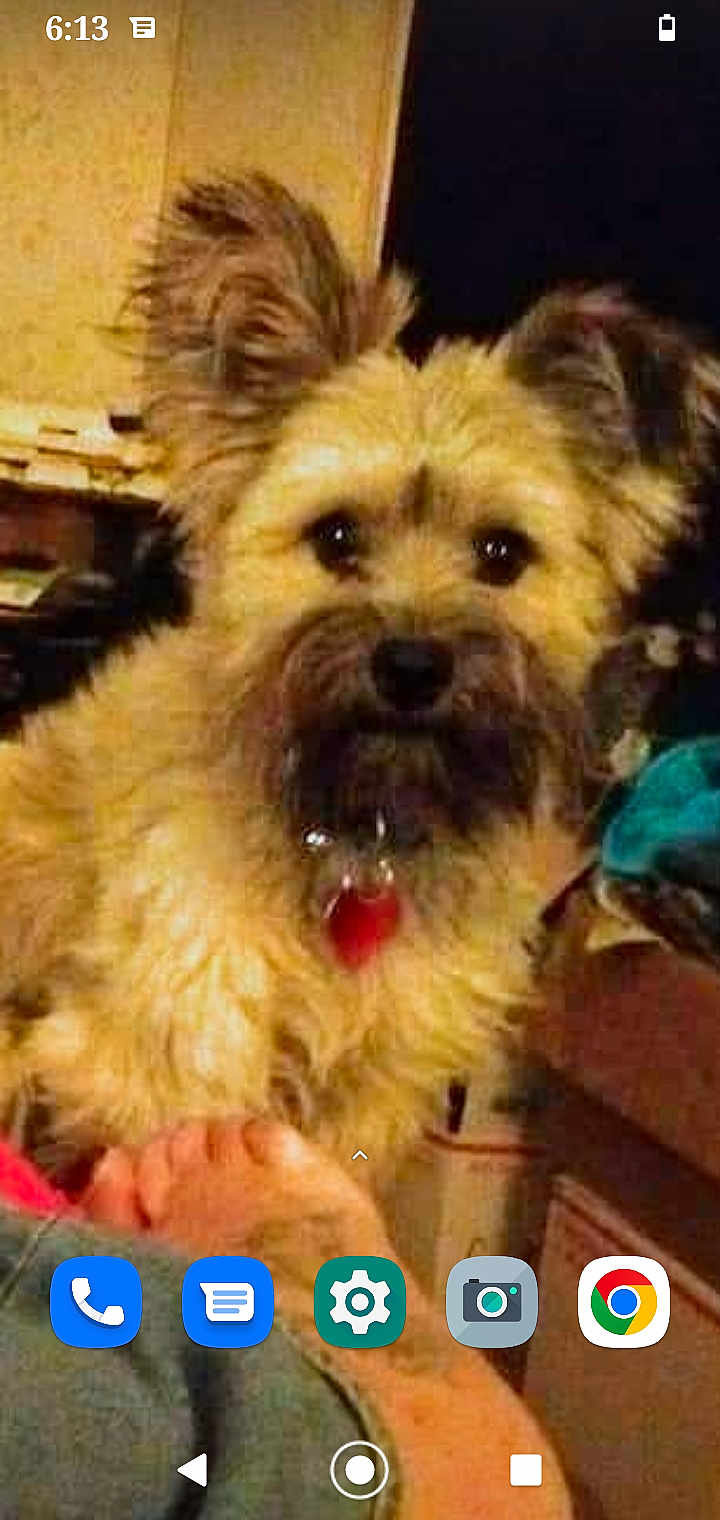 Einstein is registered to the contest to win money with this photo: dog, pet, indoor, fluffy, scruffy, ears, beard, feet, person, cozy, clutter, furniture, collar, red_tag, brown, black, closeup, cute, animal, domestic