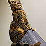 Sky participe au concours pour gagner de l'argent avec cette photo : cat, tabby, pet, animal, feline, indoor, chair, quilted, fur, whiskers, tail, ears, collar, sitting, looking_up, domestic_cat, striped, portrait, cute, household