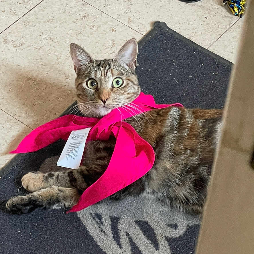Sky participe au concours pour gagner de l'argent avec cette photo : animal, black_mat, cat, curious, cute, domestic_cat, floor, fur, indoor, mat, pet, pink_scarf, relaxed, resting, scarf, tabby, tile_floor, toy, whiskers, wide_eyes