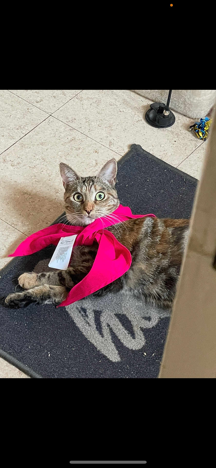 Sky participe au concours pour gagner de l'argent avec cette photo : cat, tabby, scarf, pink_scarf, floor, tile_floor, mat, black_mat, pet, animal, wide_eyes, indoor, fur, whiskers, cute, domestic_cat, relaxed, toy, curious, resting
