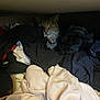 cat, laundry, clothes, pile, fabric, hiding, indoor, curious, tabby_cat, whiskers, face, dark, light, texture, soft, cozy, pet, animal, hidden, resting