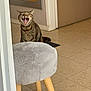 Sky a rejoint le concours — aidez-le/la à gagner de superbes lots ! cat, tabby_cat, yawning, indoor, floor, stool, furniture, glass_bowl, mirror, door, collar, tongue, teeth, tile_floor, pet, animal, home, funny_expression, gray_stool, wooden_legs