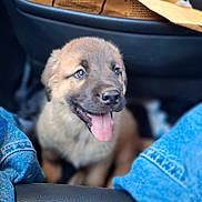 Gordo is registered to the contest to win money with this photo: puppy, dog, car_interior, jeans, seat, tongue_out, happy, brown_fur, close_up, pet, cute, young_dog, vehicle, leather_seat, cardboard, sitting, front_seat, domestic_animal, canine, playful