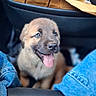 puppy, dog, car_interior, jeans, seat, tongue_out, happy, brown_fur, close_up, pet, cute, young_dog, vehicle, leather_seat, cardboard, sitting, front_seat, domestic_animal, canine, playful