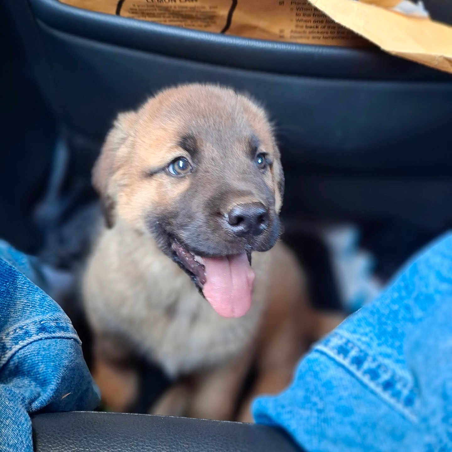 Gordo
