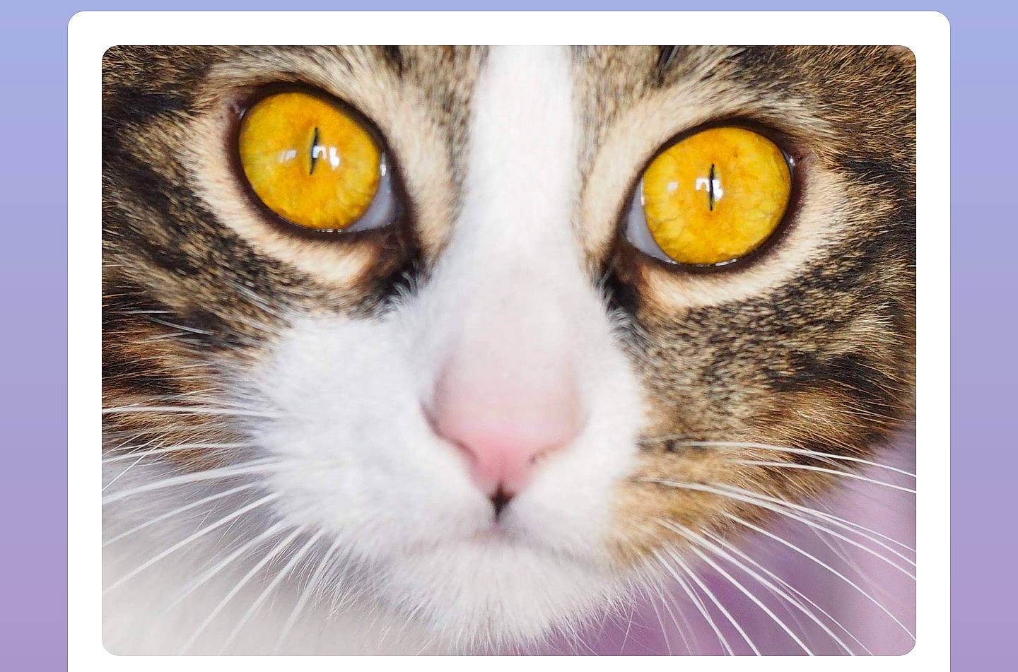 Calinou a rejoint le concours — aidez-le/la à gagner de superbes lots ! aegean_cat, american_bobtail, american_curl, american_wirehair, carnivore, cat, close_up, domestic_short_haired_cat, european_shorthair, eye, felidae, fur, iris, nose, photography, small_to_medium_sized_cats, snout, tabby_cat, whiskers, yellow