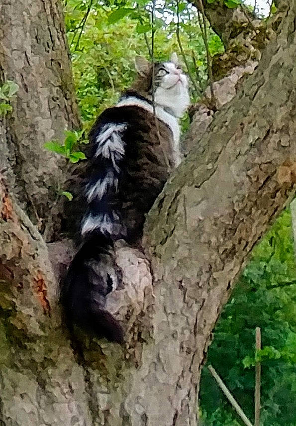 Phoebus participe au concours pour gagner de l'argent avec cette photo : plant, tree, trunk, wildlife