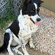 Thalïa participe au concours pour gagner de l'argent avec cette photo : animal, black_and_white, canine, dirt, dog, ears_up, friendly, fur, grass, happy, nature, outdoor, pebbles, pet, portrait, side_view, sitting, tongue_out, wire_mesh, young_dog