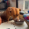 Chance is registered to the contest to win money with this photo: dog, brown_dog, pet, food_bowl, dog_food, table, window, indoor, kibble, smartphone, basket, snacks, cozy, daylight, animal, feeding, domestic, household, window_view, resting