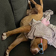 Chance is registered to the contest to win money with this photo: dog, sunglasses, couch, blanket, pink_plush, relaxed, sleeping, pet, indoor, brown_dog, white_paws, funny_pose, furniture, cozy, animal, resting, casual, home, nap, cute