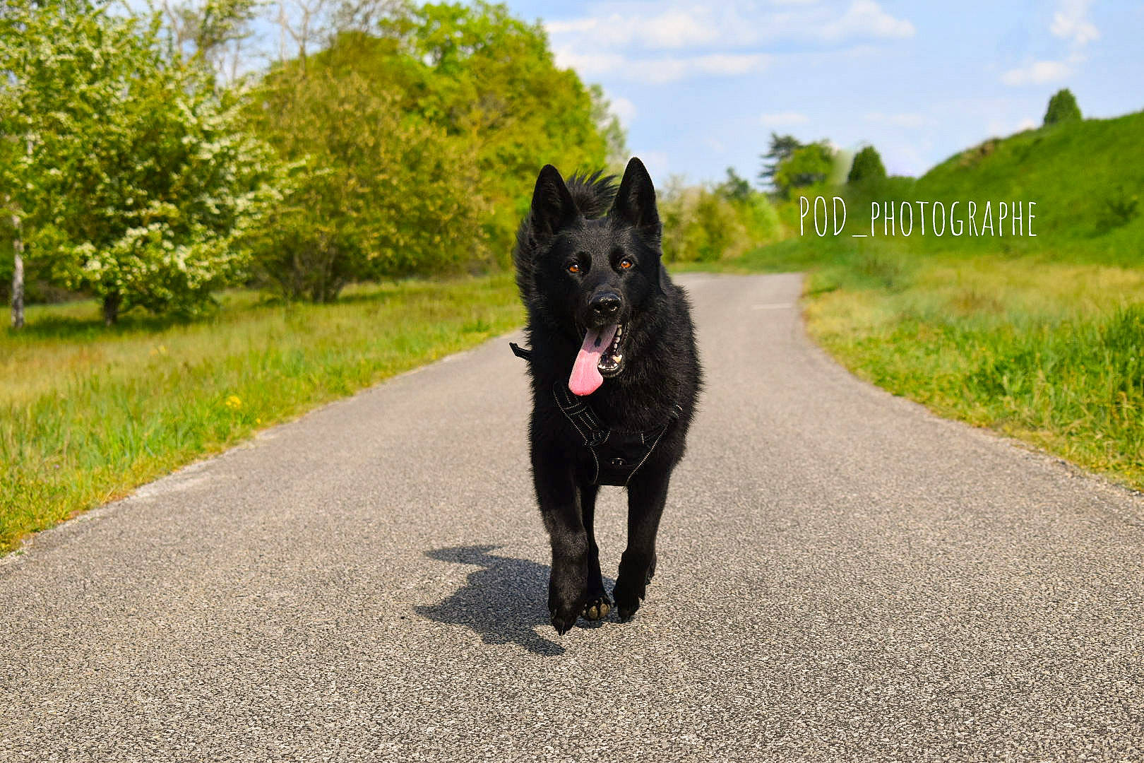 Milow a rejoint le concours — aidez-le/la à gagner de superbes lots ! asphalt, canidae, carnivore, cloud, companion_dog, dog, dog_breed, grass, guard_dog, plant, road, road_surface, sky, snout, sporting_group, tail, tree, walking, wildlife, working_animal