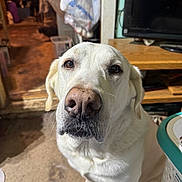 Aries joined the competition — help win amazing prizes! animal, canine, close_up, companion, cute, dog, domestic, ears, floor, furniture, household_items, indoor, laundry_basket, looking_up, nose, paw, pet, television, white_dog, wooden_furniture