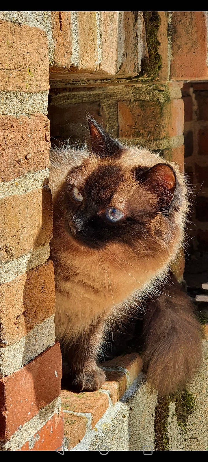 Lizzy participe au concours pour gagner de l'argent avec cette photo : balinese, brick, brickwork, building_material, carnivore, cat, fawn, felidae, fur, plant, siamese, small_to_medium_sized_cats, snout, tail, terrestrial_animal, thai, whiskers, wildlife, wood