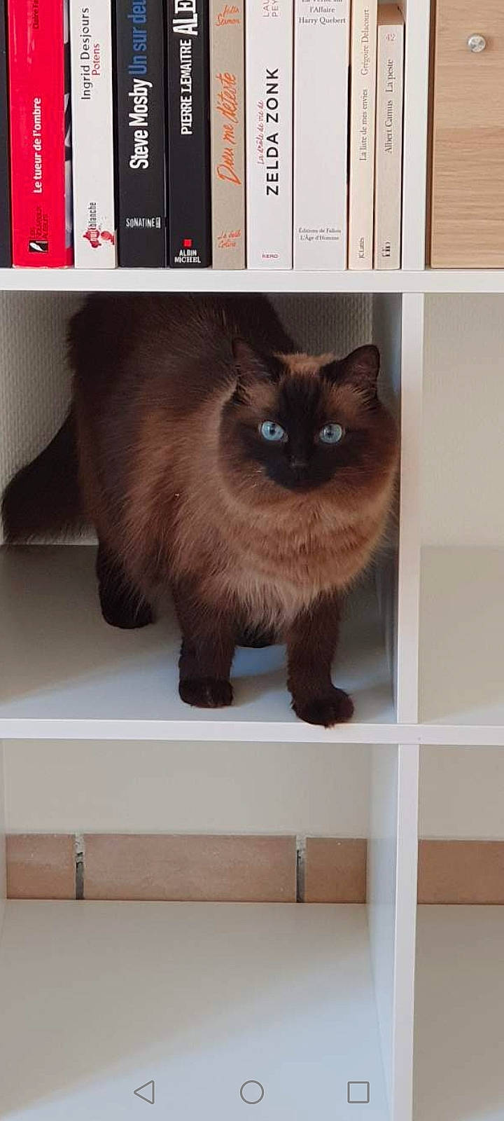 Lizzy participe au concours pour gagner de l'argent avec cette photo : balinese, birman, carnivore, cat, eye, fawn, felidae, fur, liver, rectangle, siamese, small_to_medium_sized_cats, snout, tail, terrestrial_animal, tonkinese, whiskers