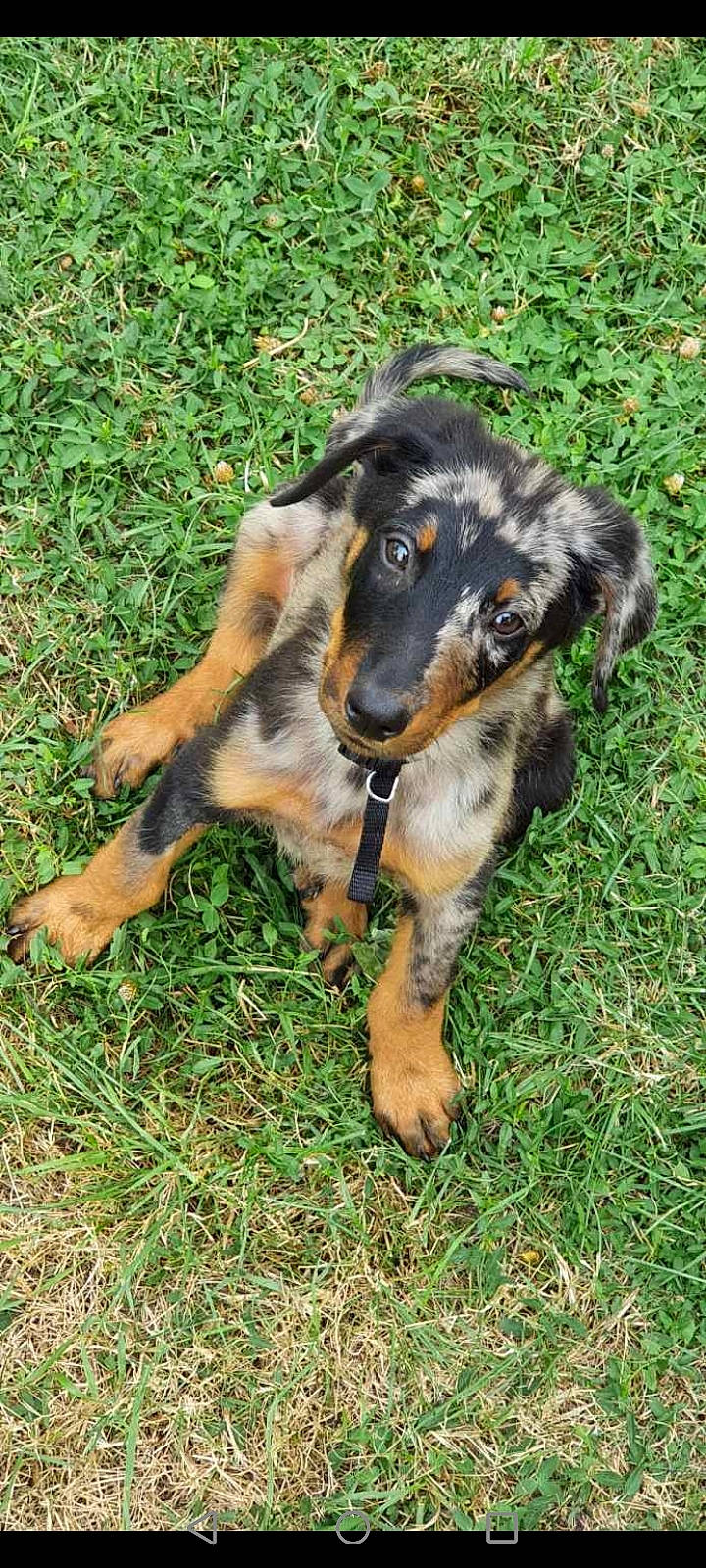 Rapso participe au concours pour gagner de l'argent avec cette photo : canidae, carnivore, companion_dog, dog, dog_breed, event, grass, hunting_dog, snout, sporting_group, terrestrial_animal, working_dog