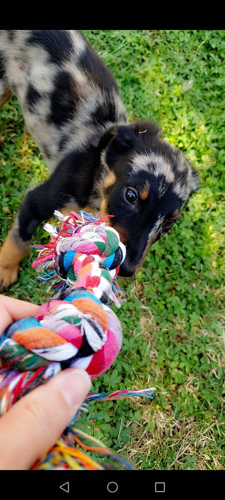 Rapso a rejoint le concours — aidez-le/la à gagner de superbes lots ! ball, carnivore, collar, companion_dog, dog, dog_breed, dog_clothes, dog_collar, dog_supply, fawn, grass, herding_dog, leash, pet_supply, plant, snout, sporting_group, tail, toy, working_animal