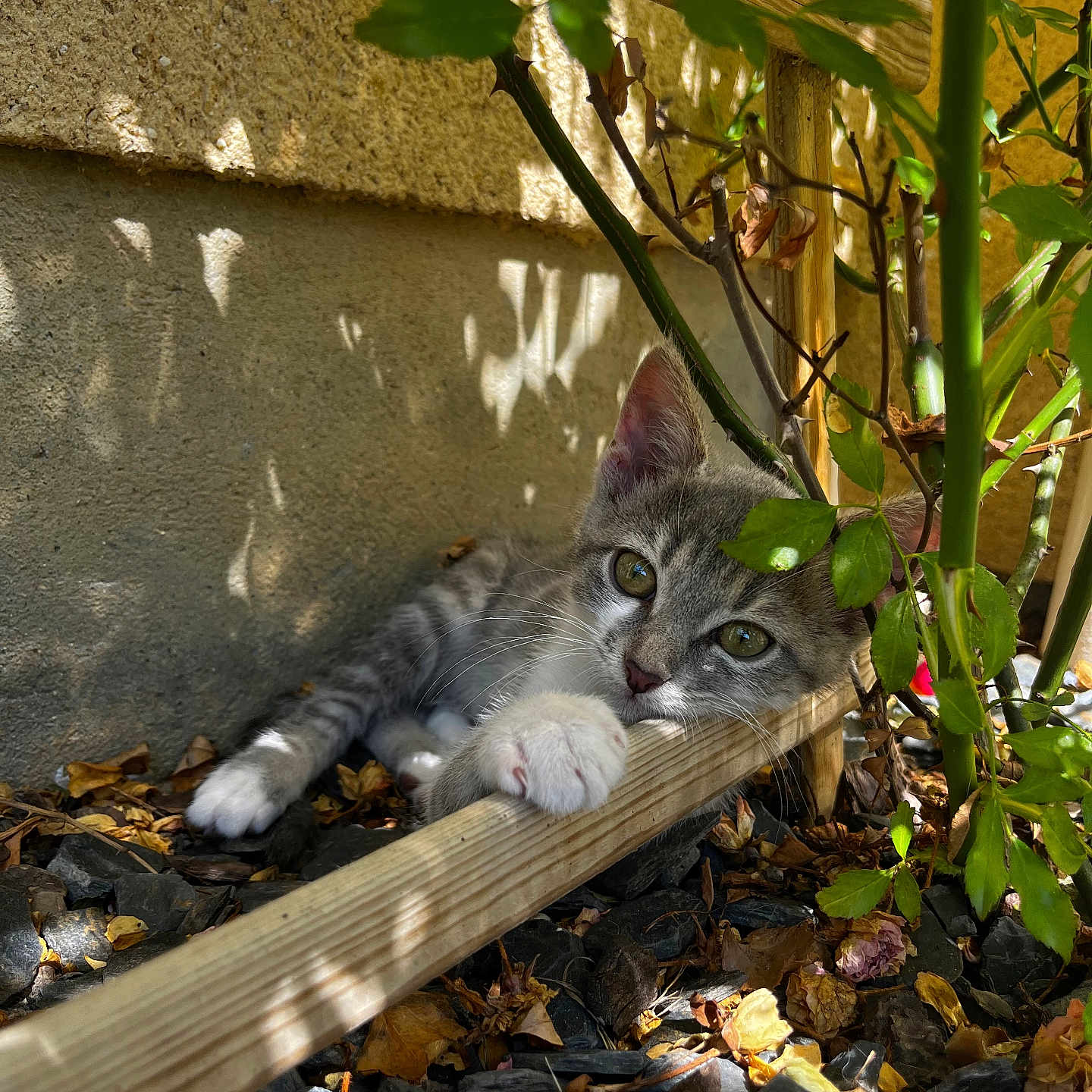 Baloo a rejoint le concours — aidez-le/la à gagner de superbes lots ! abyssinian, alloywheel, animal, car, carwheel, cat, gravel, kitten, leaf, machine, manx, path, pet, plant, road, rubble, slate, soil, walkway, wood