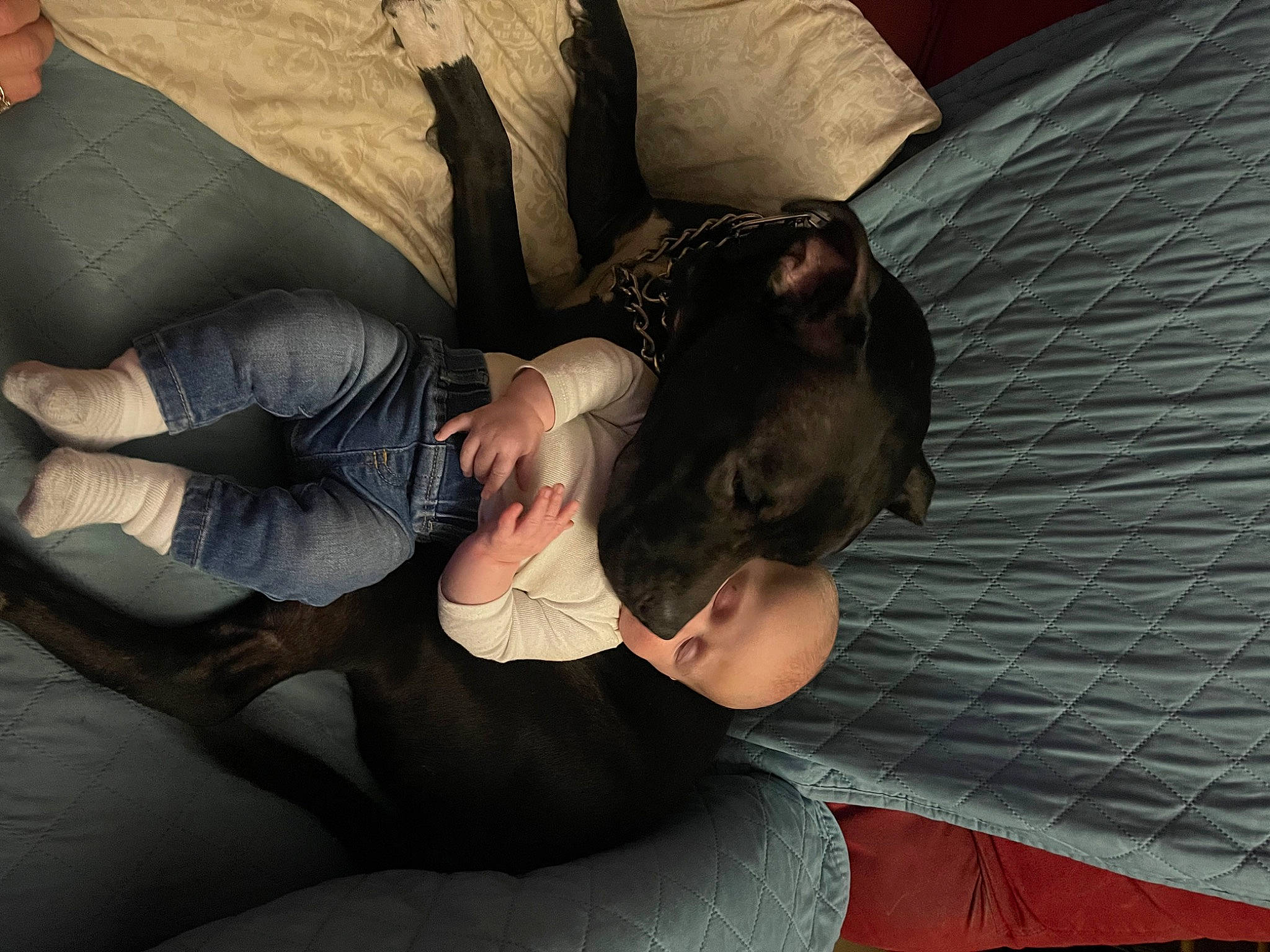 Walker is registered to the contest to win money with this photo: black_hair, carnivore, comfort, companion_dog, dog, elbow, flash_photography, foot, fun, gesture, human_body, human_leg, knee, lap, leg, linens, person, room, sitting, thigh