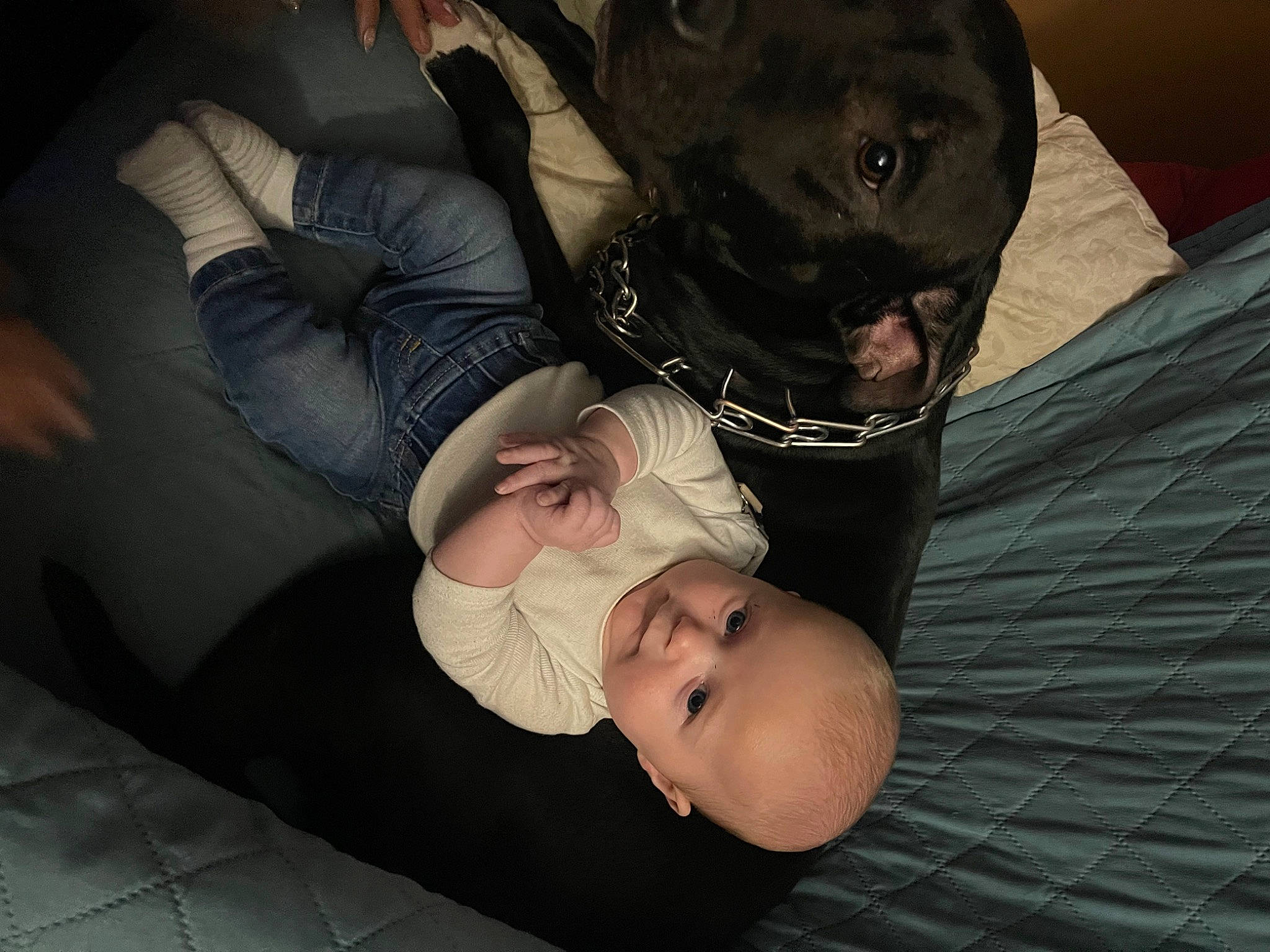 Walker joined the competition — help win amazing prizes! baby, carnivore, child, comfort, companion_dog, darkness, dog_breed, elbow, flash_photography, fun, gesture, knee, lap, nap, person, sitting, sleep, thigh, toddler