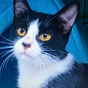 Sabrina is registered to the contest to win money with this photo: cat, feline, tuxedo_cat, black_and_white, yellow_eyes, whiskers, close_up, portrait, ear, nose, fur, pet, domestic_animal, staring, curious, indoor, whisker_detail, closeup, portrait_photography, cute