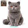 Vito a rejoint le concours — aidez-le/la à gagner de superbes lots ! animal, cat, closeup, cute, digital_render, feline, fluffy, fur, gray_cat, orange_eyes, pet, portrait, real_cat_inset, round_ears, sitting, studio, tail, text_overlay, whiskers, white_background