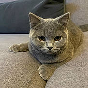 Vito participe au concours pour gagner de l'argent avec cette photo : animal, cat, couch, cozy, cute, domestic_animal, ears, feline, fur, furniture, gray_cat, home, indoor, laying_down, looking_at_camera, pet, relaxed, resting, sofa, whiskers