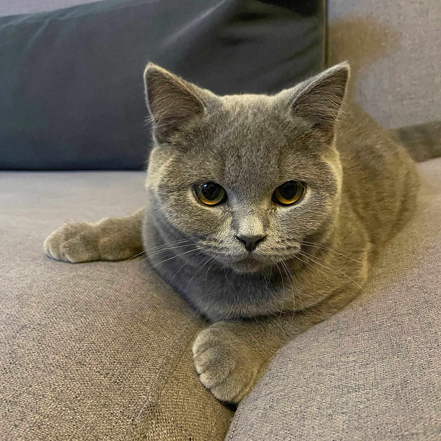 Vito
