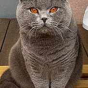 Vito a rejoint le concours — aidez-le/la à gagner de superbes lots ! animal, calm, cat, close_up, cute, domestic_cat, feline, fluffy_tail, fur, furniture, gray_cat, indoor, looking_at_camera, orange_eyes, pet, portrait, resting, sitting, whiskers, wooden_bench