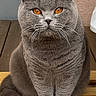 animal, calm, cat, close_up, cute, domestic_cat, feline, fluffy_tail, fur, furniture, gray_cat, indoor, looking_at_camera, orange_eyes, pet, portrait, resting, sitting, whiskers, wooden_bench