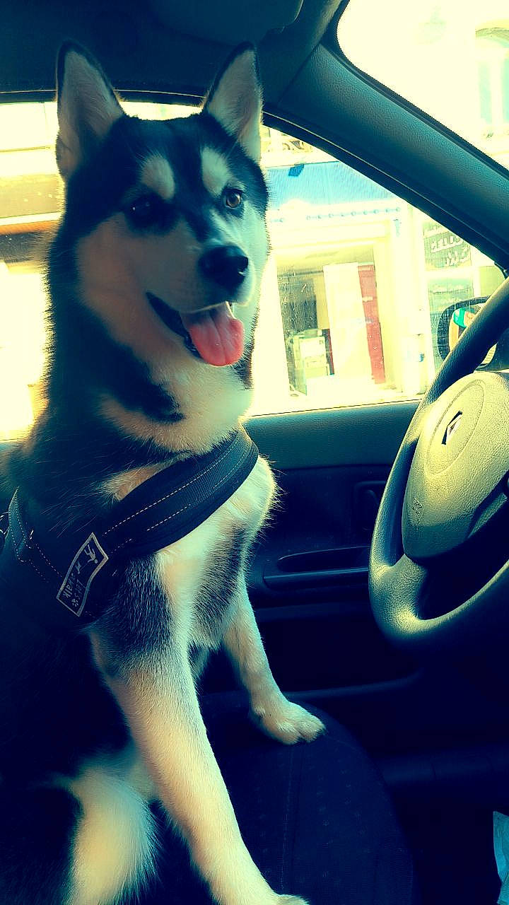 Laïka participe au concours pour gagner de l'argent avec cette photo : automotive_design, automotive_mirror, car, carnivore, companion_dog, dog, dog_breed, electric_blue, fur, light, motor_vehicle, sled_dog, snout, steering_wheel, tints_and_shades, vehicle, vehicle_door, window, windshield, working_animal