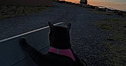 Greys Princesse Dior a rejoint le concours — aidez-le/la à gagner de superbes lots ! cat, black_cat, pink_harness, animal, pet, outdoor, sunset, waterfront, lake, shoreline, gravel, picnic_table, table, landscape, scenery, silhouette, evening, reflection, distant_houses, travel