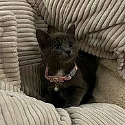 Greys Princesse Dior participe au concours pour gagner de l'argent avec cette photo : kitten, cat, black_cat, pet, collar, bell, indoors, blanket, cozy, cushion, sitting, portrait, looking_up, whiskers, ears, eyes, fur, home, cute, animal