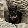 kitten, cat, black_cat, pet, collar, bell, indoors, blanket, cozy, cushion, sitting, portrait, looking_up, whiskers, ears, eyes, fur, home, cute, animal