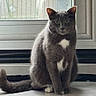cat, gray_cat, white_patches, green_eyes, sitting, portrait, pet, feline, fur, whiskers, ears, tail, indoor, window, sunlight, floor, home, alert, calm, photography