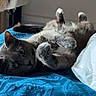 Greys Princesse Dior a rejoint le concours — aidez-le/la à gagner de superbes lots ! cat, gray_cat, fluffy, pet, animal, lying_down, belly_up, raised_paws, green_eyes, fur, whiskers, ears, bed, blue_blanket, white_pillow, bedroom, indoor, relaxed, playful, portrait