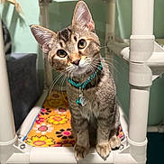 Silky joined the competition — help win amazing prizes! animal, bell, cat, collar, colorful, curious, cute, domestic, ears, eyes, floral, fur, head_tilt, indoor, mat, pet, plastic, structure, tabby, whiskers