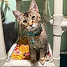 animal, bell, cat, collar, colorful, curious, cute, domestic, ears, eyes, floral, fur, head_tilt, indoor, mat, pet, plastic, structure, tabby, whiskers