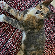 Dobby joined the competition — help win amazing prizes! cat, calico_cat, pet, indoor, rug, textured_rug, floor, tile_floor, animal, feline, curious, relaxed, lying_down, whiskers, ears, tail, close_up, looking_at_camera, cute, domestic_animal