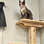Dobby joined the competition — help win amazing prizes! cat, calico_cat, wooden_cat_tree, indoor, pet, animal, perched, platform, feline, calm, alert, wall, ceiling, curtain, black_curtain, natural_light, wood, sitting, domestic_animal, home
