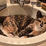 cat, calico_cat, sink, bathroom, countertop, grooming_tools, brush, clippers, basket, curious, animal, pet, fur, whiskers, relaxed, indoor, looking, close_up, domestic_animal, feline