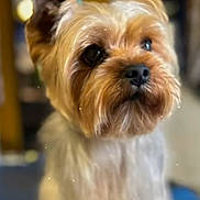 Youki participe au concours pour gagner de l'argent avec cette photo : dog, yorkshire_terrier, small_dog, portrait, standing, groomed, fluffy, brown_fur, white_fur, facial_hair, pointed_ears, dark_eyes, black_nose, indoors, pet, companion_animal, blue_surface, shallow_depth_of_field, sparkles, name_text